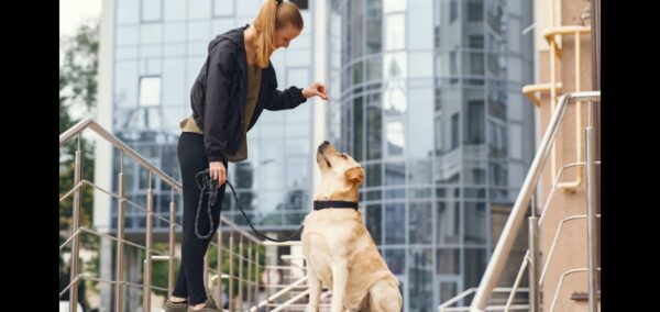 Paws and Peace of Mind Why Professional Pet Resorts Are a Game Changer for Your Dog
